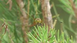 Attēlu rezultāti vaicājumam “Sympetrum sanguineum female”