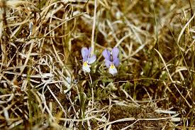 Attēlu rezultāti vaicājumam “Viola tricolor subsp. curtisii”