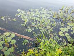 Attēlu rezultāti vaicājumam “Trapaceae”