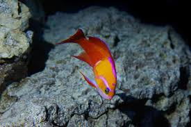 Attēlu rezultāti vaicājumam “Arthonia byssacea”