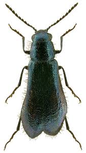 Attēlu rezultāti vaicājumam “Dasytes caeruleus”