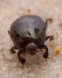 Attēlu rezultāti vaicājumam “Hypocaccus rugiceps”