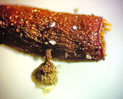 Attēlu rezultāti vaicājumam “Craterium leucocephalum var. scyphoides”