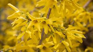 Attēlu rezultāti vaicājumam “Forsythia”