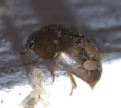 Attēlu rezultāti vaicājumam “Mesostigmata”