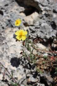 Attēlu rezultāti vaicājumam “Helianthemum nummularium fruit”
