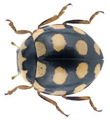 Attēlu rezultāti vaicājumam “Coccinula quatuordecimpustulata”