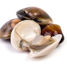 Attēlu rezultāti vaicājumam “Physarum bivalve sessile”