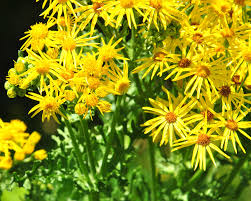 Attēlu rezultāti vaicājumam “Jacobaea vulgaris”