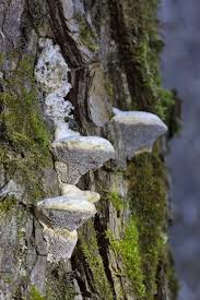 Attēlu rezultāti vaicājumam “Trametes suaveolens”