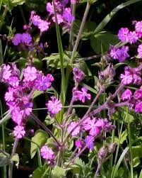 Image result for Silene dioica
