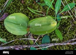 Attēlu rezultāti vaicājumam “Listera ovata leaf”