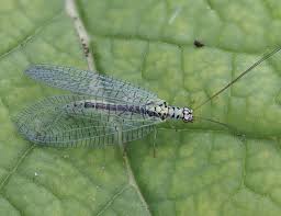 Attēlu rezultāti vaicājumam “Ophiotheca chrysosperma”