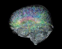 Image result for map of the brain