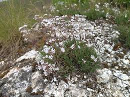 Attēlu rezultāti vaicājumam “Gypsophila fastigiata flower”
