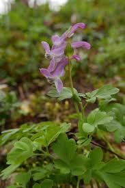 Attēlu rezultāti vaicājumam “Corydalis cava fruit”