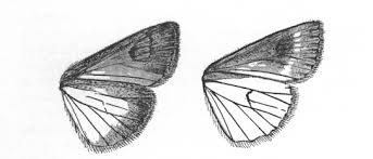 Attēlu rezultāti vaicājumam “Lacanobia contigua imago”