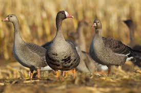 Attēlu rezultāti vaicājumam “Anser albifrons adult”