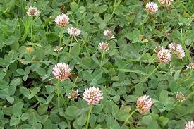 Attēlu rezultāti vaicājumam “Trifolium fragiferum”