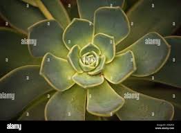 Attēlu rezultāti vaicājumam “Badhamia lilacina macro”