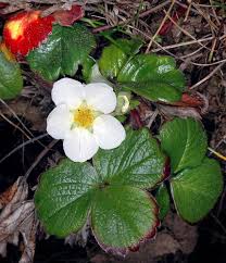 Attēlu rezultāti vaicājumam “Rosaceae”