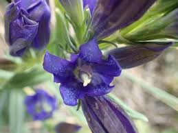 Attēlu rezultāti vaicājumam “Gentiana pneumonanthe flower”