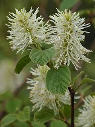 Attēlu rezultāti vaicājumam “Fothergilla major”