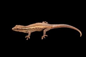 Attēlu rezultāti vaicājumam “Lycogala irregulare macro”