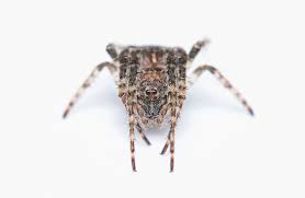 Attēlu rezultāti vaicājumam “Gibbaranea gibbosa”