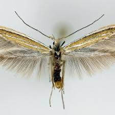 Attēlu rezultāti vaicājumam “Epicallima formosella”