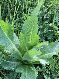Attēlu rezultāti vaicājumam “Dipsacus fullonum fruit”