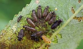 Attēlu rezultāti vaicājumam “Agelastica alni larva”