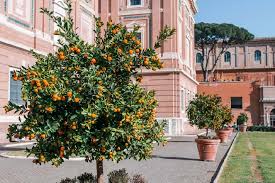 Bildergebnis für clementine