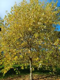 Attēlu rezultāti vaicājumam “Acer saccharinum”