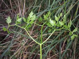 Attēlu rezultāti vaicājumam “Peucedanum oreoselinum flower”