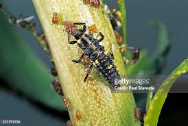 Attēlu rezultāti vaicājumam “Adalia bipunctata larva”