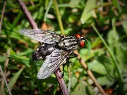 Attēlu rezultāti vaicājumam “Sarcophaga carnaria”