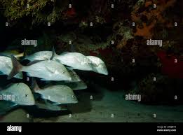 Image result for Haemulon album