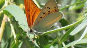 Attēlu rezultāti vaicājumam “Lycaeniinae”