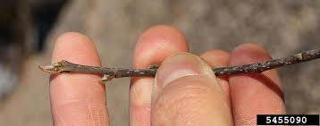 Attēlu rezultāti vaicājumam “Frangula alnus bud”