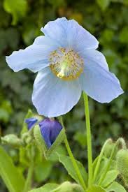 Image result for Meconopsis betonicifolia alba