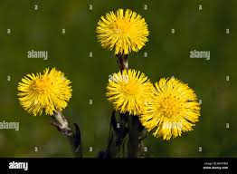 Attēlu rezultāti vaicājumam “Tussilago farfara”