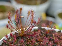 Attēlu rezultāti vaicājumam “Drosera intermedia”
