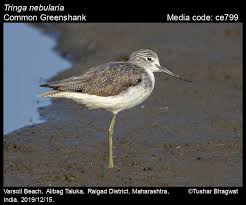 Attēlu rezultāti vaicājumam “Tringa nebularia”