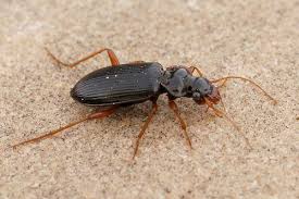 Attēlu rezultāti vaicājumam “Leistus ferrugineus”