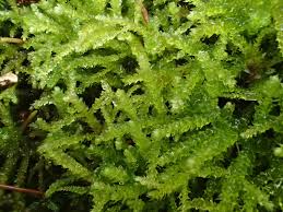 Attēlu rezultāti vaicājumam “Eurhynchium angustirete”