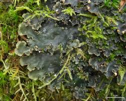 Attēlu rezultāti vaicājumam “Peltigera polydactylon”