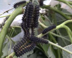 Attēlu rezultāti vaicājumam “Saturnia pavonia larva”