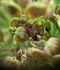 Attēlu rezultāti vaicājumam “Himacerus apterus”