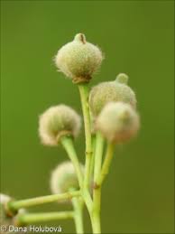 Attēlu rezultāti vaicājumam “Tilia cordata bud”